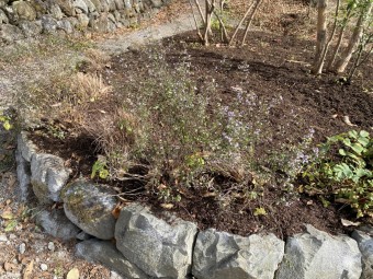 IMG_0762 メドウガーデン